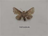 藏品(內點刺蛾)的圖片